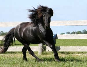 Newfoundland Pony stallion Bayboy. Photo by Melanie MacDonald